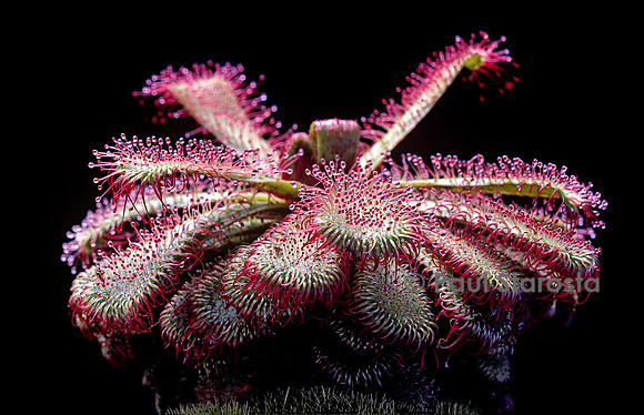 Drosera slackii (drosère)