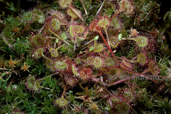Drosera rotundifolia (rossolis)