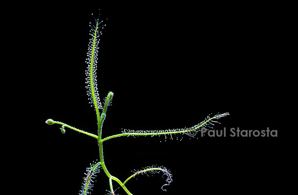 Drosera indica (drosère)