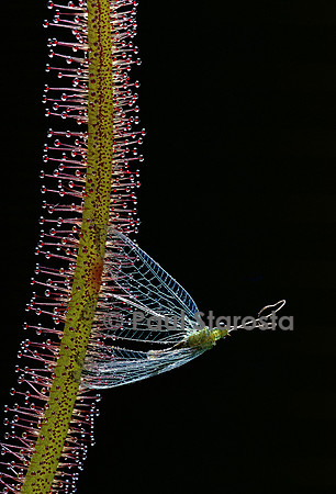Chrysope capturée par une drosera (drosère)