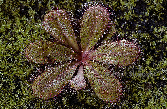 Drosera rosulata (drosère)