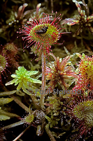 Drosera rotundifolia (rossolis)