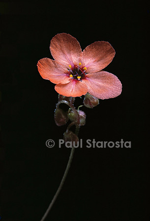 Drosera miniata (drosère) - fleur