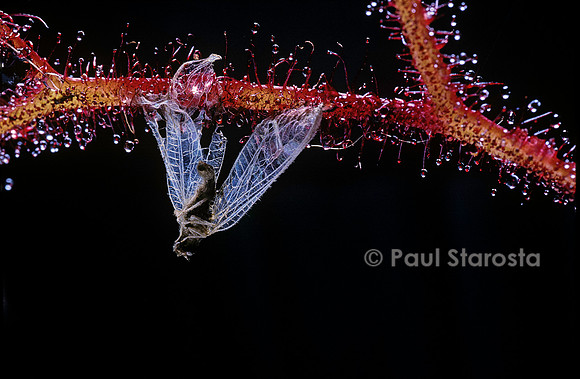 Insecte capturé par une drosera (drosère)
