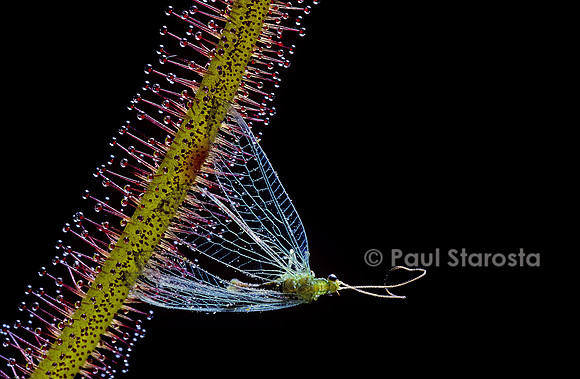 Chrysope capturée par une drosera (drosère)