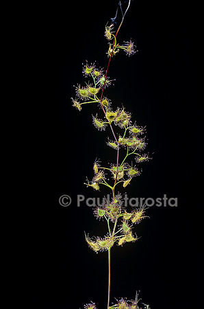 Drosera peltata ssp. auriculata (drosère)
