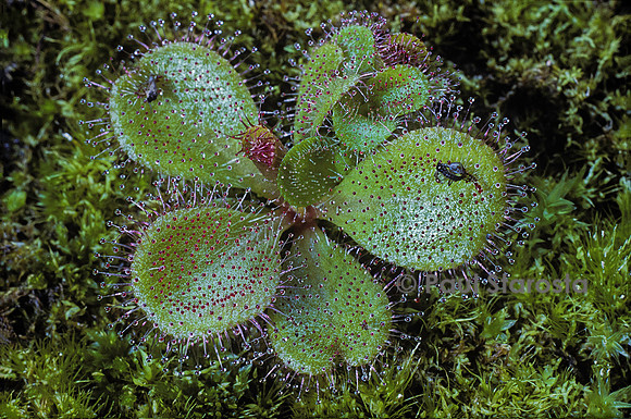 Drosera macrophylla (drosère)