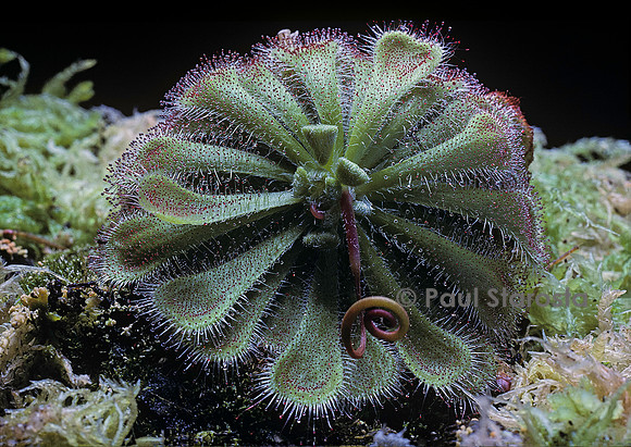 Drosera aliciae (drosère)