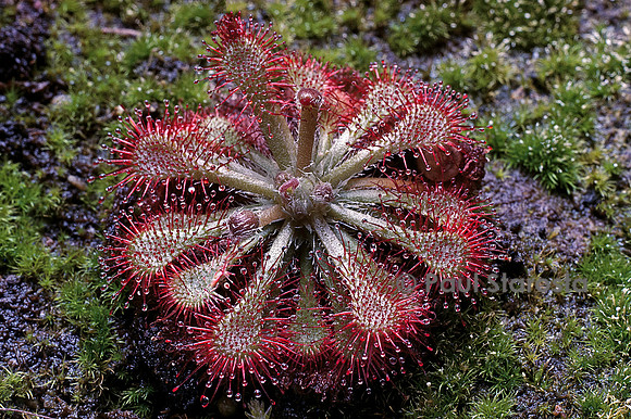 Drosera spatulata ‘Kansai’ (drosère)