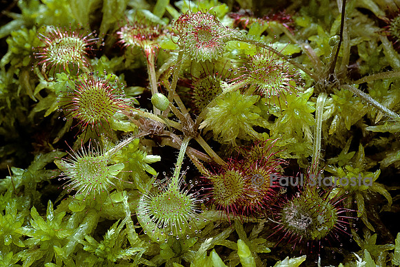 Drosera rotundifolia (rossolis)