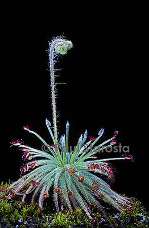 Drosera lanata (drosère)