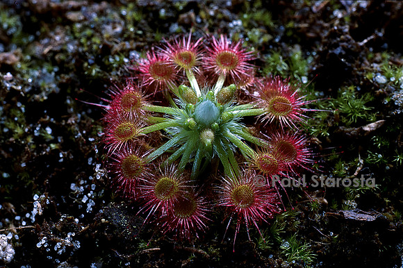 Drosera echinoblastus (drosère)