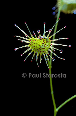 Drosera heterophylla (drosère)