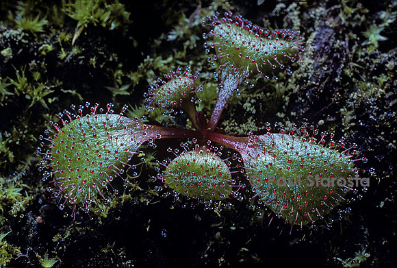 Drosera orbiculata (drosère)