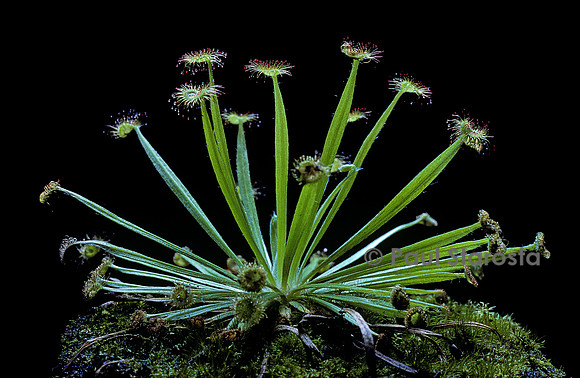 Drosera petiolaris (drosère)