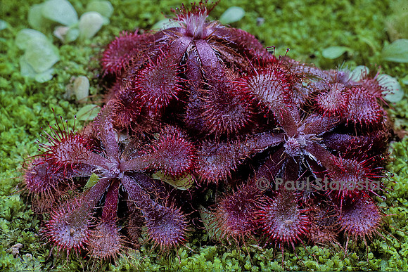 Drosera dielsiana (drosère)