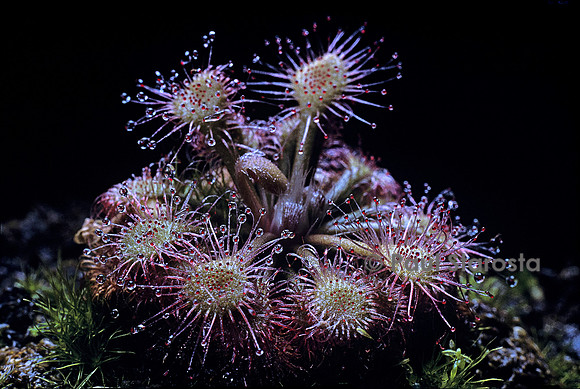 Drosera arenicola (drosère)