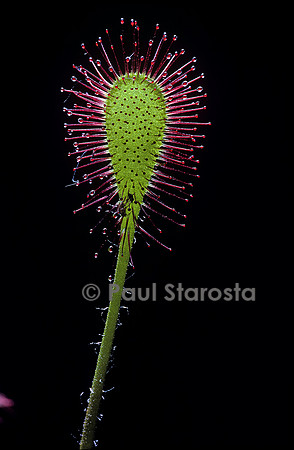 Drosera x obovata (drosère)