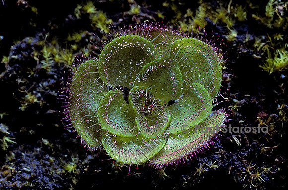 Drosera zonaria (drosère)