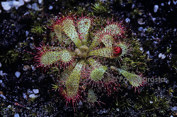 Drosera sessilifolia (drosère)