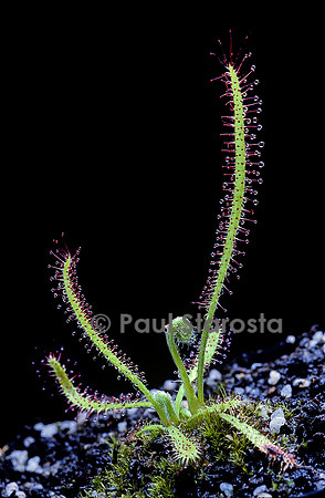 Drosera graniticola (drosère)
