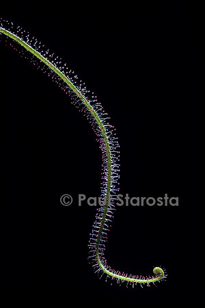 Drosera filiformis (drosère)