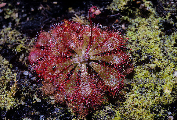 Drosera montana (drosère)