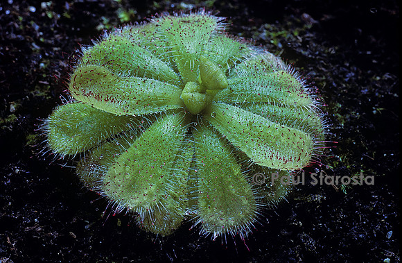 Drosera cuneifolia (drosère)