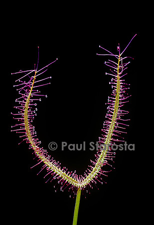 Drosera binata (drosère)