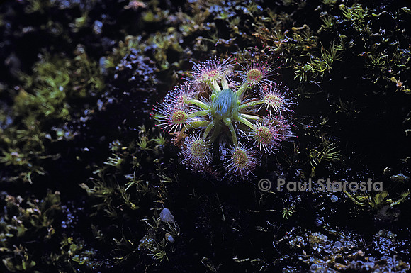 Drosera miniata (drosère)