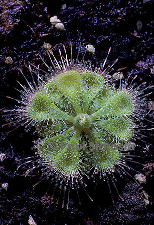 Drosera burmannii (drosère)