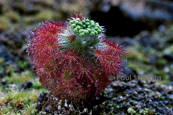 Drosera paleacea ssp. roseana (drosère)