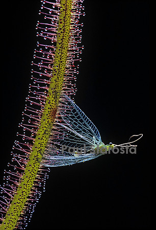 Chrysope capturée par une drosera (drosère)