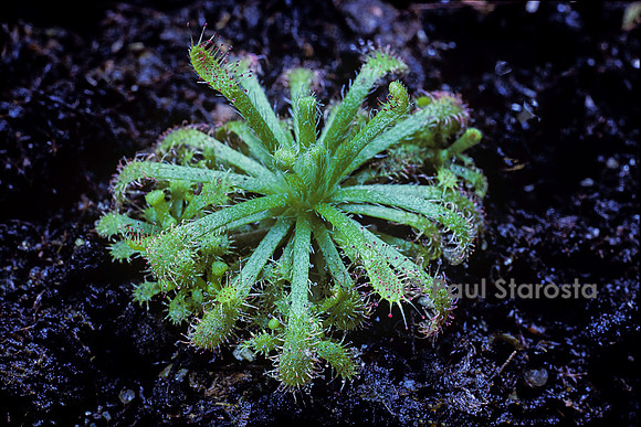 Drosera neocaledonica (drosère)