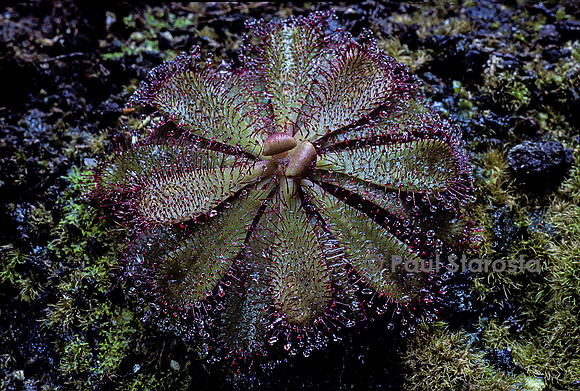Drosera hamiltonii (drosère)