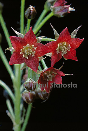 Drosera adelae (drosère) - fleur