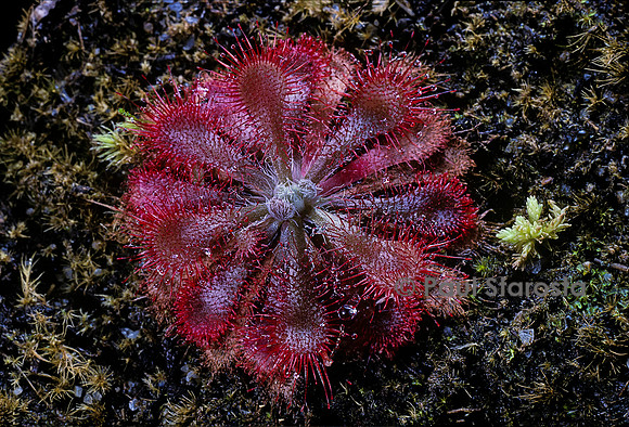 Drosera spatulata v. australia