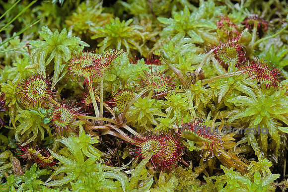 Drosera rotundifolia (rossolis)