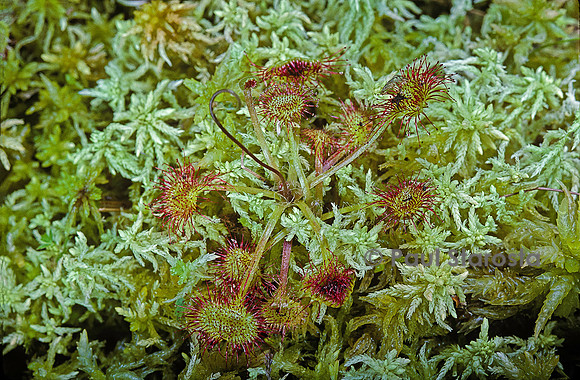 Drosera rotundifolia (rossolis)