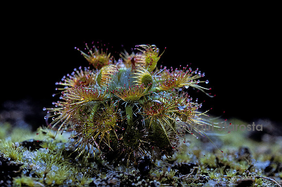 Drosera nitidula (drosère)