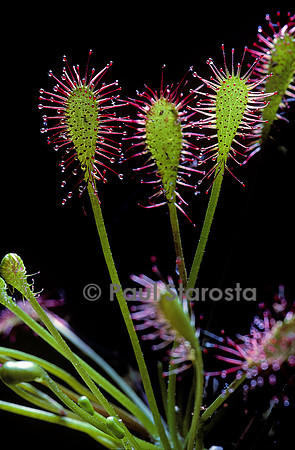 Drosera intermedia (drosère)