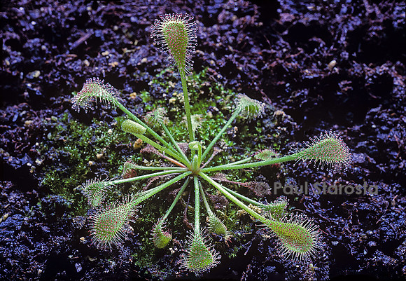 Drosera collinsiae (drosère)