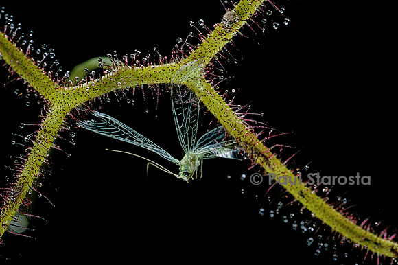 Chrysope capturée par une drosera (drosère)