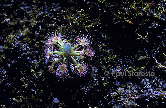 Drosera miniata (drosère)
