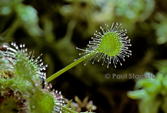Drosera rotundifolia (rossolis)
