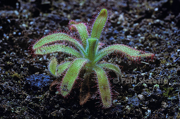 Drosera hilaris (drosère)