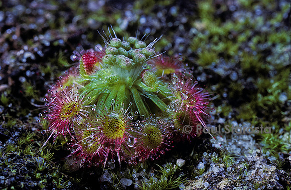 Drosera miniata (drosère)