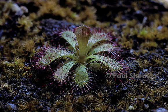 Drosera trinervia (drosère)