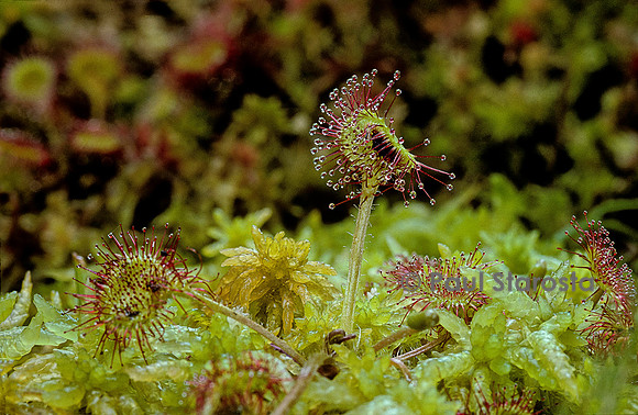 Drosera rotundifolia (rossolis)
