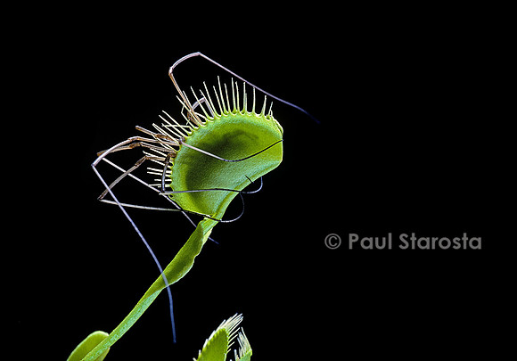 Dionaea muscipula (dionée) - piège refermé